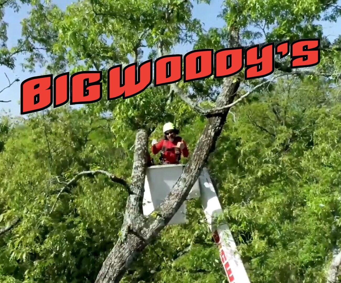 Tree Trimming & Maintenance