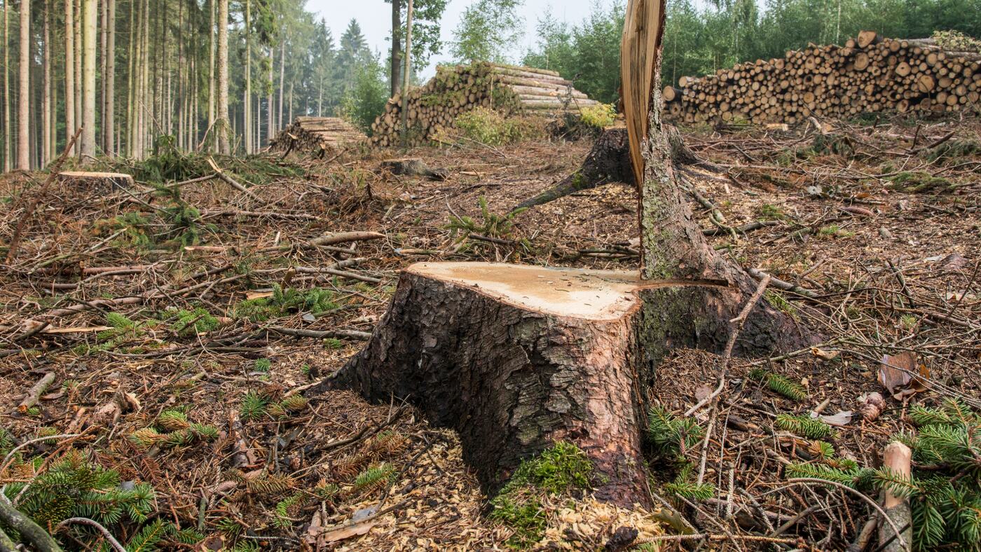 Stump Grinding & Removal