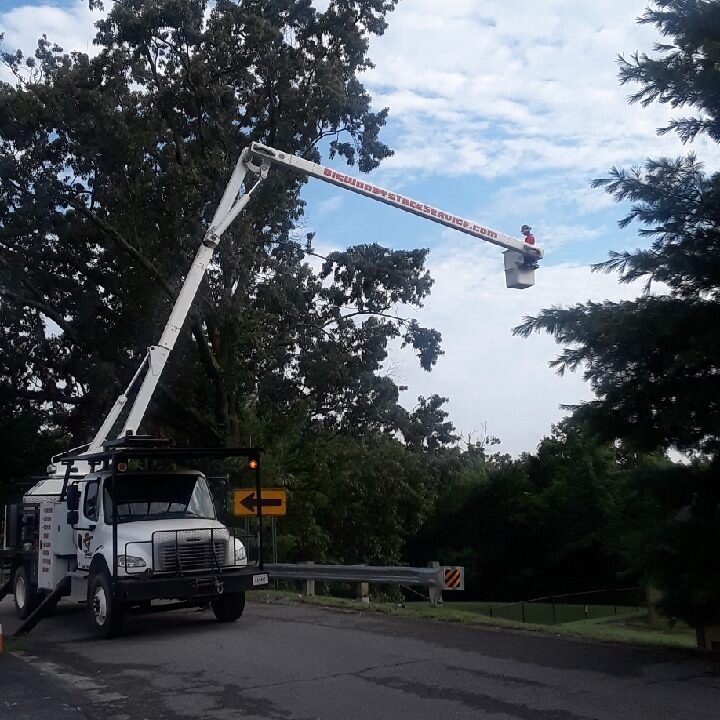Tree Removal